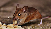 24 Hour & Emergency Exterminators in Lowell, MA
